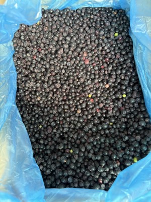 Чорниця заморожена