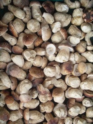 Гриби білі цілі